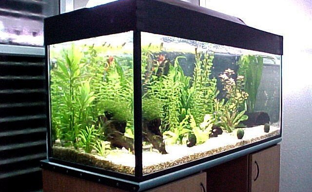 Как правильно выбрать лампы для аквариума?